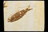 Detailed Fossil Fish (Knightia) - Wyoming #174663-1